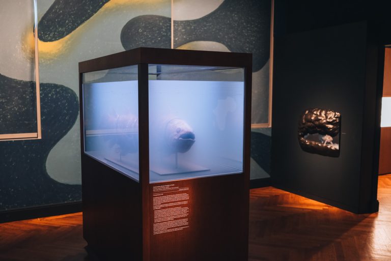 This is a preserved Coelacanth Fish from the Zoological Museum in Strasbourg. It's a fish in a container filled with liquid.