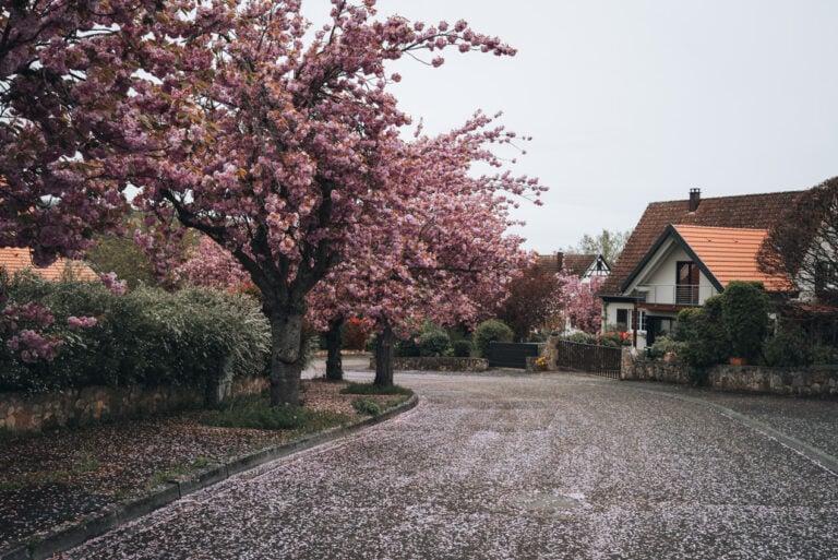 Row of cherry trees in full bloom along Allée des Cerisiers with bright pink blossoms forming a canopy above the street. In spring this peaceful spot becomes one of the most beautiful seasonal attractions in Obernai.