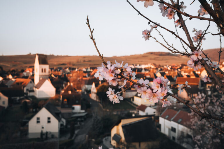 Pink and white almond blossoms on a hill in font of Mittelwihr at sunrise. This marks the end of winter in Alsace coming to an end.