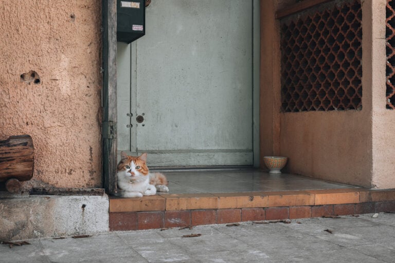 This is a photo of a cat in L'Estaque. It's a orange and white cat sitting on a porch. It's eyes are the same color of the door and its looking right at the camera.