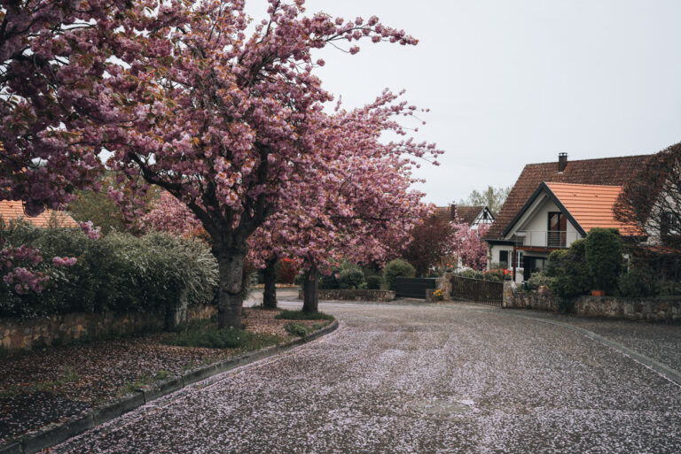 Cherry trees line Allée des Cerisiers along the Circuit des Cerisiers. This is one of the easiest trails in walk in Alsace.