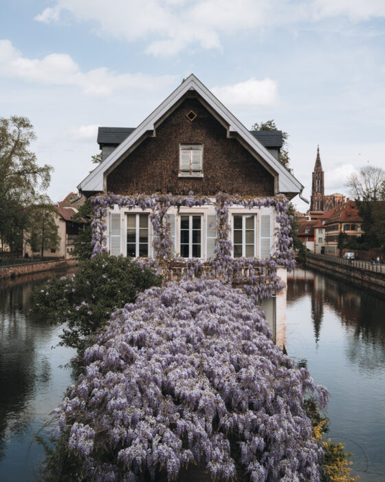 Maison des Ponts Couverts in Strasbourg wrapped in lush purple wisteria cascading over its facade. The combination of historic architecture and vibrant flowering vines creates a striking seasonal scene.