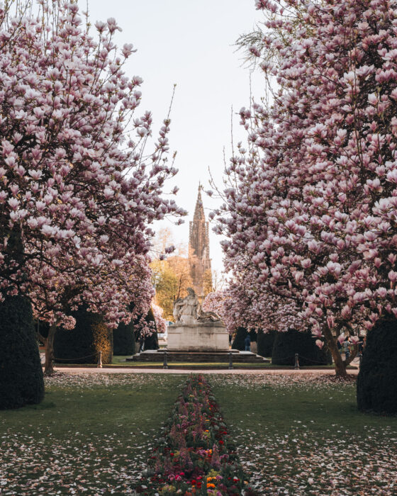 Strasbourg's Place de la République lined with magnolias. In the distance there is a stone statue and the steeple of the Strasbourg Cathedral.