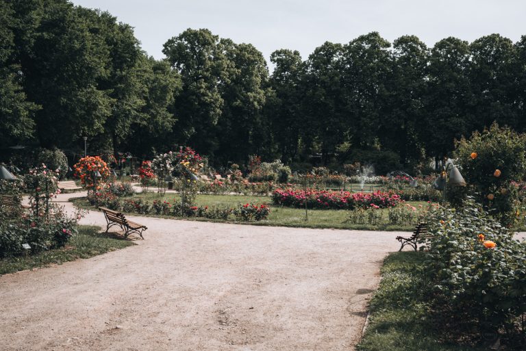 This is the rose garden in Parc de la Pépinière in Nancy. There is a walking path surrounded by rose bushes and a few benches.