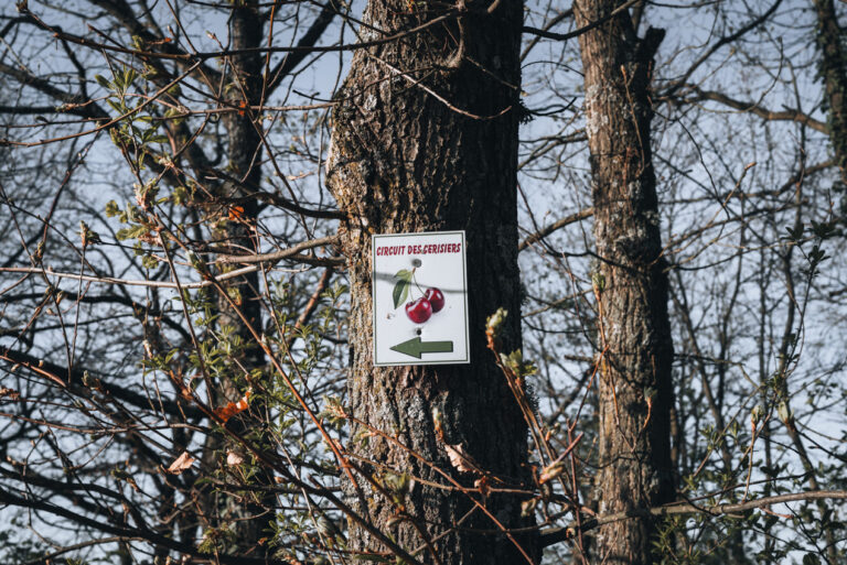A rectangular sign with two cherries and the words Circuit des Cerisiers. This is the sign you will follow to do this hike.