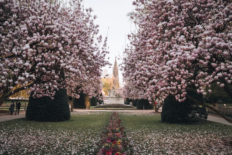 This is Place de la République in Strasbourg. There are two giant magnolia trees and in the distance the Strasbourg Cathedral. It's a must visit if you are spending three days in Strasbourg.