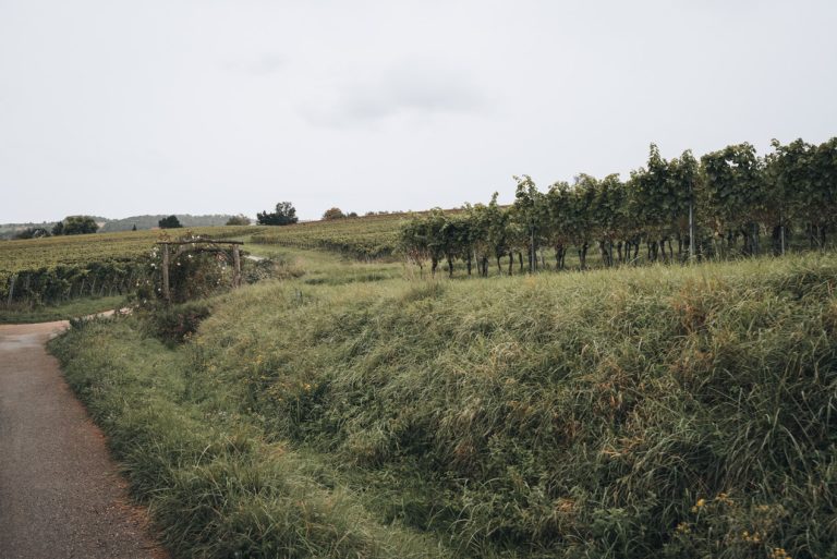This is the view from the start of the HexaTrek in Wissembourg. It's a small paved road surrounded by vineyards.
