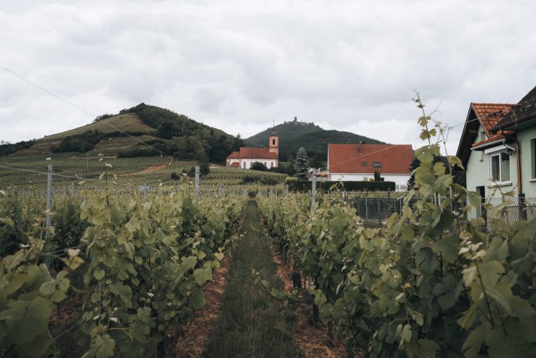 This is the view of Haut-Koenigsbourg Castle from the vineyards of Orschwiller. There are vineyards in the foreground and the castle is in the distance on top of a hill.