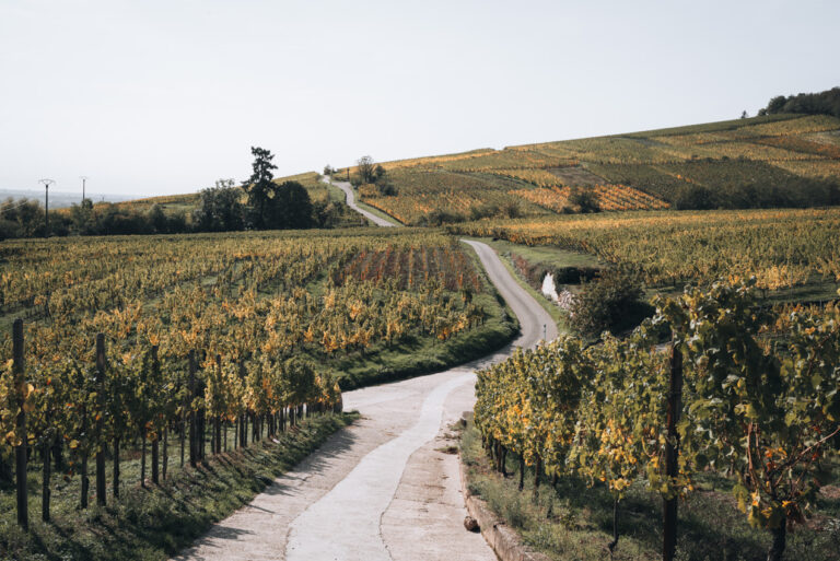 Yellow and green vineyards line the Alsace Wine Route near Dambach la Ville in fall.