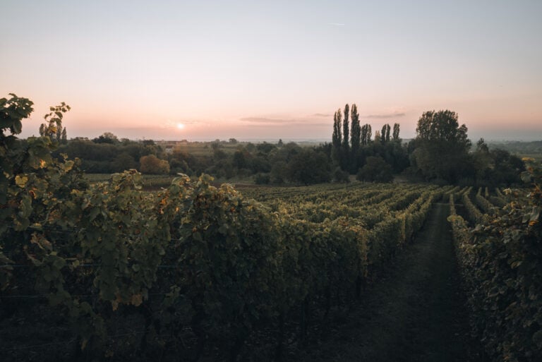 Vineyards at sunrise along the Alsace Wine Route. This is what Alsace is famous for.