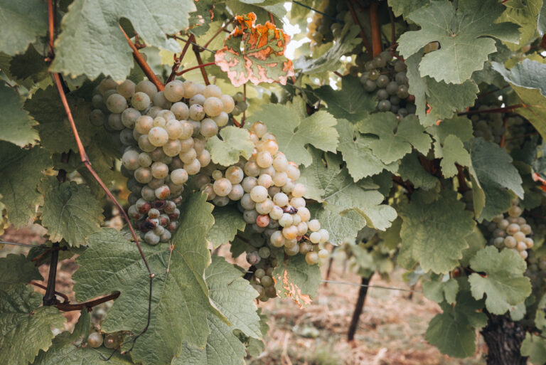 White grapes hangs from green vines in the vineyards in Alsace, which can be found in Thann. These are the grapes that are used to make the wine for wine tastings.